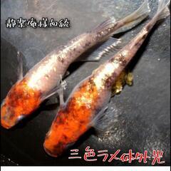 静楽庵様血統　三色ラメ体外光　稚魚１０匹　メダカ　めだか　の画像