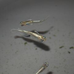 メダカ　エメキン稚魚(1.5㎝前後）　20匹の画像