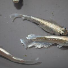 メダカ　エメキン稚魚(1.5㎝前後）　20匹の画像