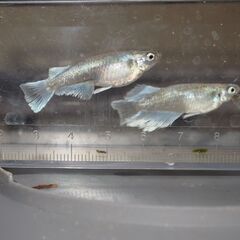 メダカ　エメキン稚魚(1.5㎝前後）　20匹の画像