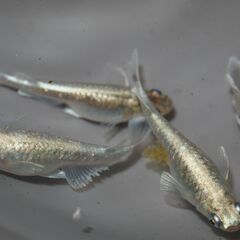 メダカ　エメキン稚魚(1.5㎝前後）　20匹の画像