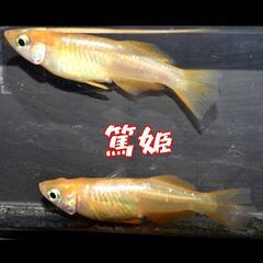 篤姫　稚魚１０匹　めだか　メダカの画像