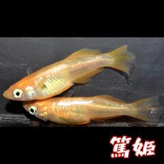 篤姫　稚魚１０匹　めだか　メダカの画像