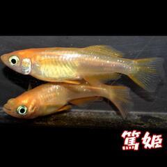 篤姫　稚魚１０匹　めだか　メダカの画像