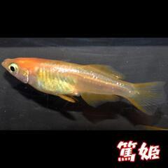 篤姫　稚魚１０匹　めだか　メダカの画像