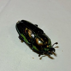 ニジイロクワガタ　ペアの画像