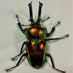 ニジイロクワガタ　ペアの画像