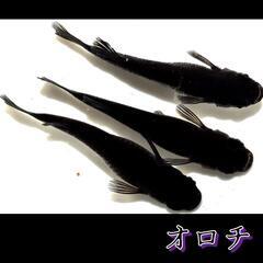 オロチ　稚魚１０匹　めだか　メダカの画像