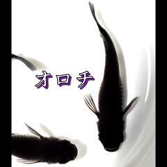 オロチ　稚魚１０匹　めだか　メダカの画像