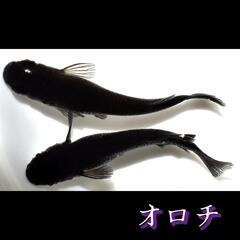 オロチ　稚魚１０匹　めだか　メダカの画像