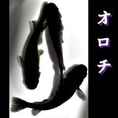 オロチ　稚魚１０匹　めだか　メダカの画像