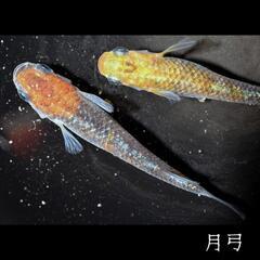 月弓　稚魚１０匹　めだか　メダカの画像