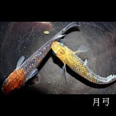 月弓　稚魚１０匹　めだか　メダカの画像
