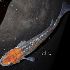 月弓　稚魚１０匹　めだか　メダカの画像