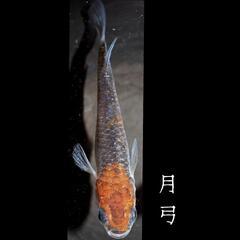 月弓　稚魚１０匹　めだか　メダカの画像