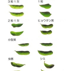 だだちゃ豆　訳ありB品　1kg〜販売します　《お問い合わせ用》の画像