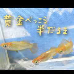 黄金べっこう半だるま　稚魚１０匹　めだか　メダカの画像