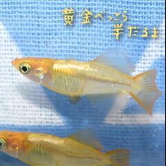黄金べっこう半だるま　稚魚１０匹　めだか　メダカの画像