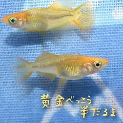黄金べっこう半だるま　稚魚１０匹　めだか　メダカの画像