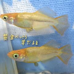 黄金べっこう半だるま　稚魚１０匹　めだか　メダカの画像