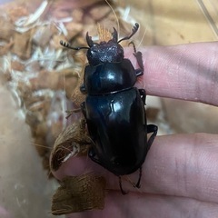 ギラファノコギリクワガタ　成虫ペアの画像