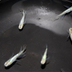 メダカ / 緑光バタフライ の画像