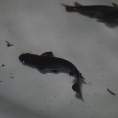 メダカ　ブラックジュエリー稚魚（１㎝前後）11匹の画像