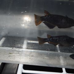 メダカ　ブラックジュエリー稚魚（１㎝前後）11匹の画像