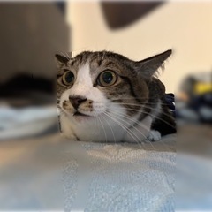 ちょっと人見知りなシロちゃん