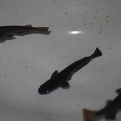 メダカ　ブラックジュエリー稚魚（１㎝前後）11匹の画像