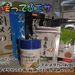 【安価出品中】深海メダカ 稚魚  ♂3♀3＋1の7匹の画像