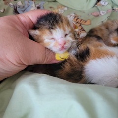 三毛猫メス3匹