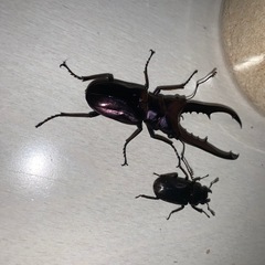 メタリフェルホソアカクワガタ（ブルーパープル）　ペアの画像