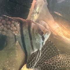 熱帯魚エンゼル。の画像