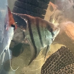 熱帯魚エンゼル。の画像
