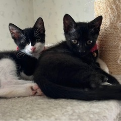 ２ヶ月のシスターズ*