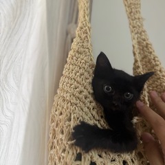 ⭐️7/27 北九州譲渡会　真っ黒　元気な黒猫🍎