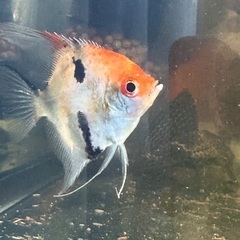 熱帯魚エンゼルの画像