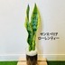 ランキングキーワードに紐づく投稿画像-観葉植物