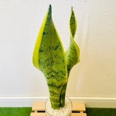 サンスベリア　ローレンティー　観葉植物　ハイドロカルチャーの画像