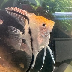熱帯魚エンゼルの画像