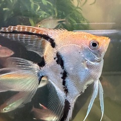 熱帯魚エンゼルの画像