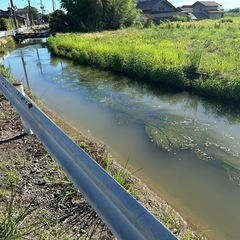 用水路で水草を一緒に採取しに行く人募集