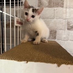 里親募集 ミケ猫