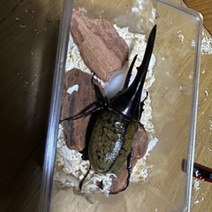 DHヘラクレス139mmペアメスフリーの画像
