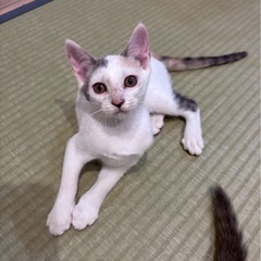 パステルミケ