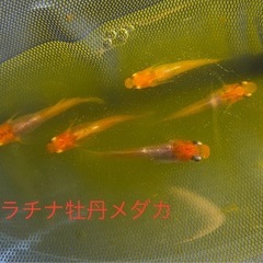 サファイアメダカ【1ペア〜】の画像