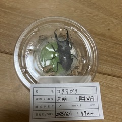 コクワガタ新成虫♂♀ペアの画像