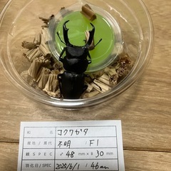 コクワガタ新成虫♂♀ペアの画像