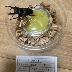 コクワガタ新成虫♂♀ペアの画像